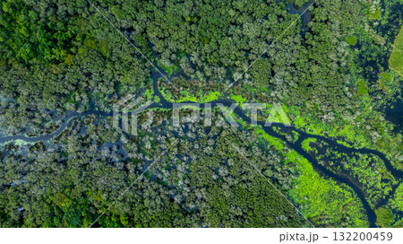 Aerial top view jungle wetlands wilderness, Wetlands crucial for biodiversity, Swamp landscape ecological reserve in wildlife, Greenery rural area with swamp. 132200459