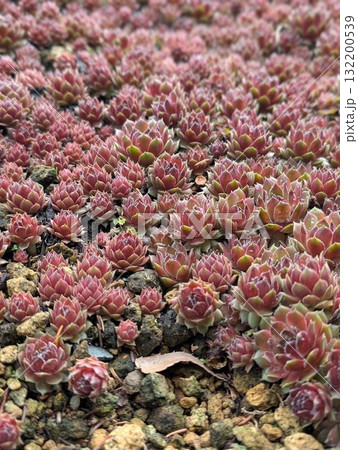 密集する多肉植物センぺルビブム 132200539