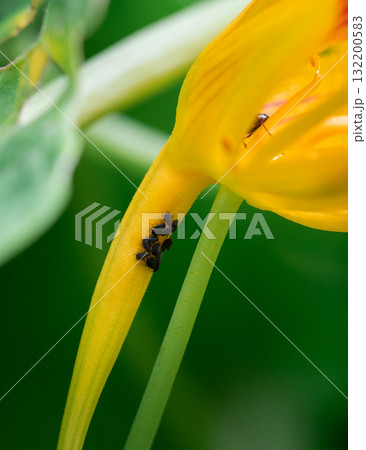 Colony of black bean aphids, Aphis fabae, on a nasturtium plant in a home garden 132200583