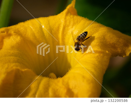 Western Honeybee, Apis mellifera, crawling into a pumpkin flower in golden light Western Honeybee, Apis mellifera, crawling into a pumpkin flower in golden light 132200586