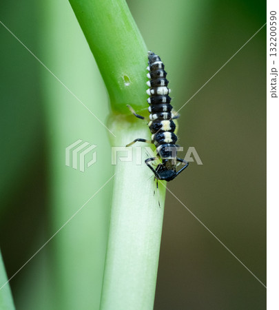 Ladybug Larva, Propylea quatuordecimpunctata, eating a black aphid in a home garden 132200590