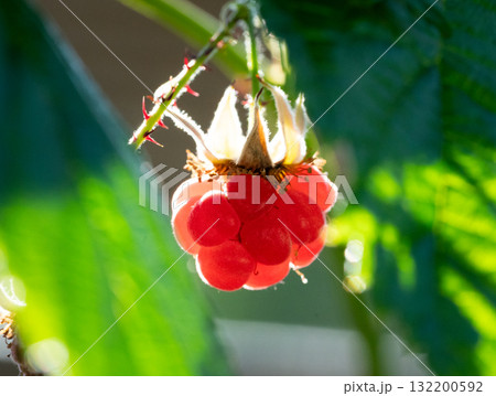 Macro photo of a ripe raspberry, lit from behind 132200592