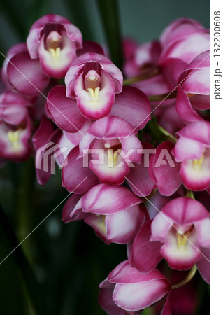 シンビジュウム 132200608