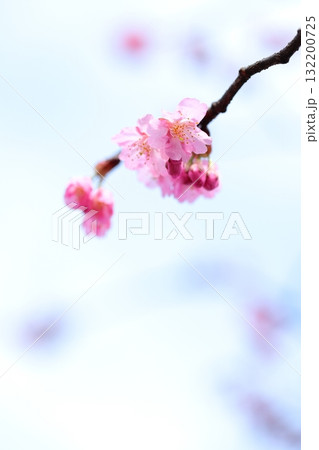 桜 河津桜 タテ位置 桜 河津桜 タテ位置 132200725