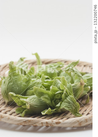 フキノトウ 132200746