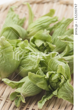 フキノトウ 132200747