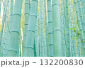 密集する新緑の竹林 132200830