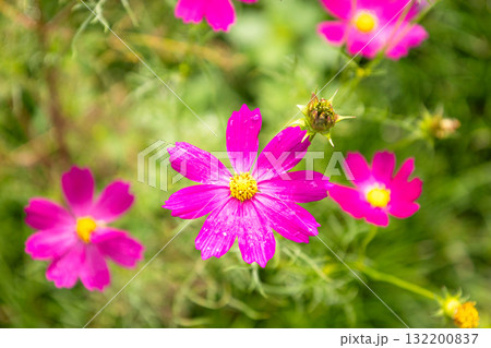晩秋に咲くピンクのコスモスの花 132200837