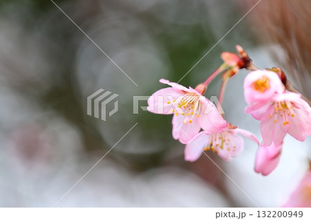 桜　江戸彼岸桜 132200949