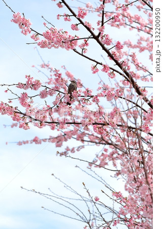 桜 彼岸桜 タテ位置 桜 彼岸桜 タテ位置 132200950
