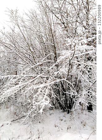 Bare branches of a tree covered in snow on a winter day. 132200989