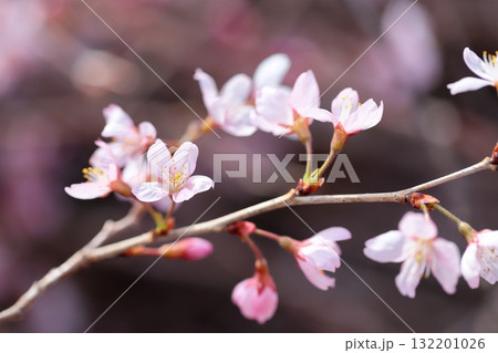 桜 彼岸桜 桜 彼岸桜 132201026