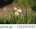 早春の彩り、白い花弁と黄色の中心が美しい水仙 132201043