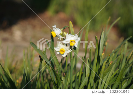 早春の彩り、白い花弁と黄色の中心が美しい水仙 132201043