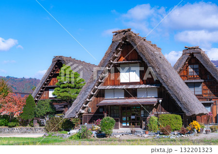 【世界遺産】紅葉真っ盛りの白川郷【岐阜県】 132201323