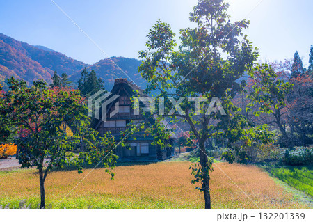 【世界遺産】紅葉真っ盛りの白川郷【岐阜県】 132201339