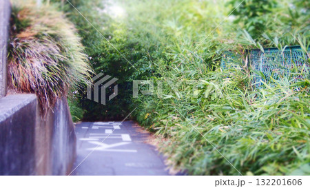 雑木林へ向かう鬱蒼とした道 132201606