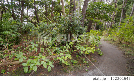 秋の葉山しおさい公園 132201642