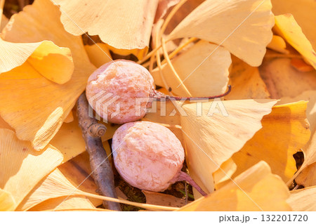 道端のイチョウ銀杏の実と落ち葉アップ 道端のイチョウ銀杏の実と落ち葉アップ 132201720