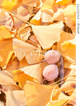 道端のイチョウ銀杏の実と落ち葉アップ 道端のイチョウ銀杏の実と落ち葉アップ 132201721