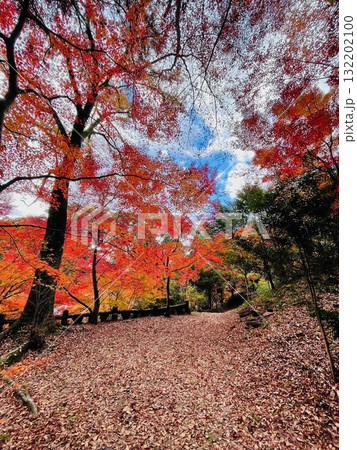 紅葉と落ち葉と青空 132202100