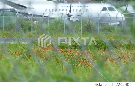 喜界島の特攻花（テンニンギク） 132202400