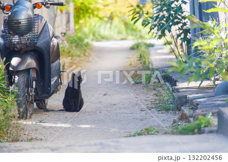 路地にいる島の猫たち。沖縄県島尻郡慶良間諸島座間味島座間味港-2025 沖縄本島から40km西方 路地にいる島の猫たち。沖縄県島尻郡慶良間諸島座間味島座間味港-2025 沖縄本島から40km西方 132202456