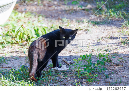 路地にいる島の猫たち。沖縄県島尻郡慶良間諸島座間味島座間味港-2025 沖縄本島から40km西方 路地にいる島の猫たち。沖縄県島尻郡慶良間諸島座間味島座間味港-2025 沖縄本島から40km西方 132202457