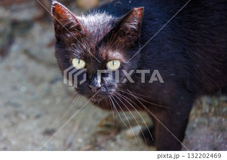 路地にいる島の猫たち。沖縄県島尻郡慶良間諸島座間味島座間味港-2025 沖縄本島から40km西方 路地にいる島の猫たち。沖縄県島尻郡慶良間諸島座間味島座間味港-2025 沖縄本島から40km西方 132202469