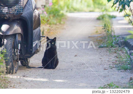 路地にいる島の猫たち。沖縄県島尻郡慶良間諸島座間味島座間味港-2025 沖縄本島から40km西方 132202479