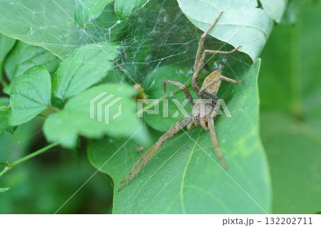 イオウイロハシリグモと巣 132202711