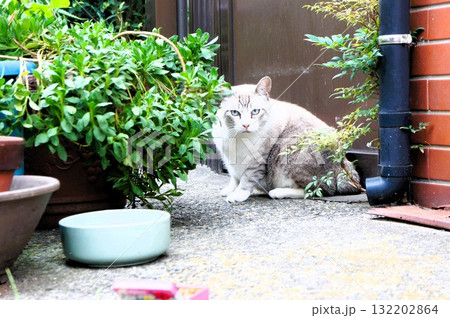 植木の間から見ている猫 132202864