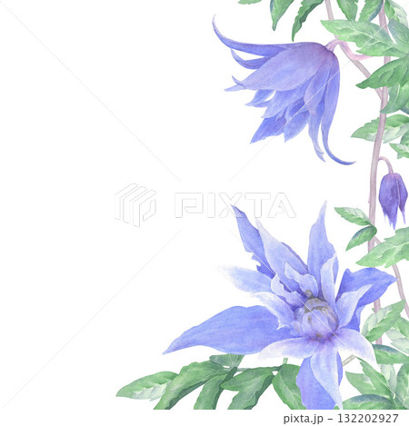 A watercolor floral border of blue clematis flowers, buds, and green leaves on a white background. Perfect for printing on cards and invitations. A watercolor floral border of blue clematis flowers, buds, and green leaves on a white background. Perfect for printing on cards and invitations. 132202927