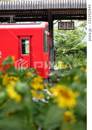 ローカル線・キハ200系気動車乗務員室ドアとヒマワリの花 132202944