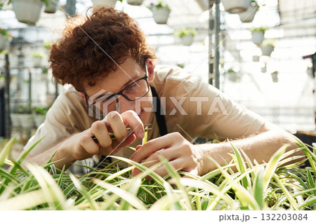 Conception of flowering. Taking care of plants. Young man with curly hair and in glasses is in greenhouse 132203084