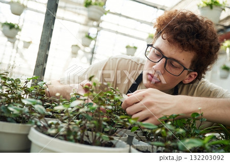 Professional worker is taking care of plants. Young man with curly hair and in glasses is in greenhouse 132203092
