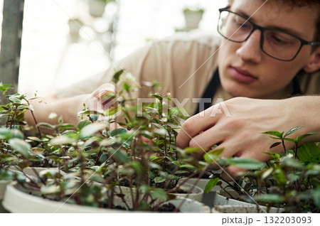 Professional worker is taking care of plants. Young man with curly hair and in glasses is in greenhouse 132203093