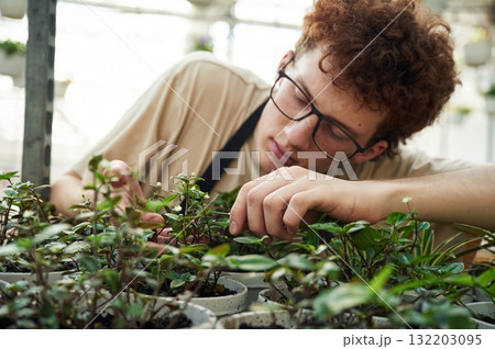 Focused view. Cropping the plants. Young man with curly hair and in glasses is in greenhouse Focused view. Cropping the plants. Young man with curly hair and in glasses is in greenhouse 132203095