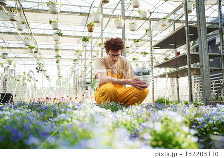 Purple colored flowers in pots. Young man with curly hair and in glasses is in greenhouse Purple colored flowers in pots. Young man with curly hair and in glasses is in greenhouse 132203110