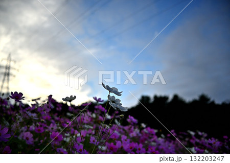 コスモス畑の夕景 132203247