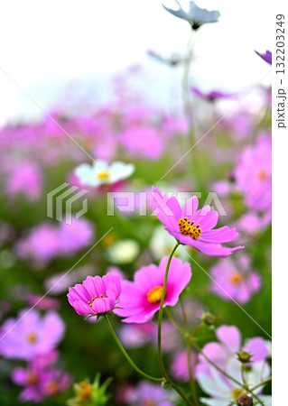 秋風に揺れる秋桜 132203249