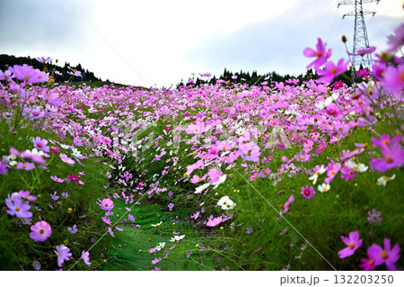 コスモス畑 秋風に揺れる秋桜 コスモス畑 秋風に揺れる秋桜 132203250