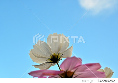 青空に映える秋桜　空を見上げるコスモス 132203252