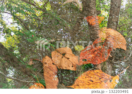 緑色のイロハモミジと紅葉したブナの落ち葉の多重露光 緑色のイロハモミジと紅葉したブナの落ち葉の多重露光 132203491