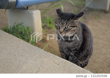 広場で遊ぶとら猫 広場で遊ぶとら猫 132203500