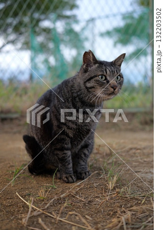 広場で遊ぶとら猫 広場で遊ぶとら猫 132203502