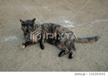 広場で遊ぶさび猫 132203541