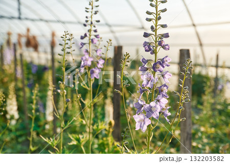 Purple beautiful plants or flowers in the greenhouse Purple beautiful plants or flowers in the greenhouse 132203582