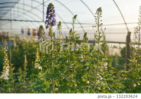 Close up view. Beautiful plants or flowers in the greenhouse Close up view. Beautiful plants or flowers in the greenhouse 132203624
