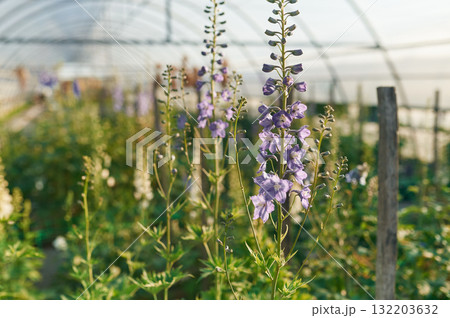Close up view. Beautiful plants or flowers in the greenhouse 132203632